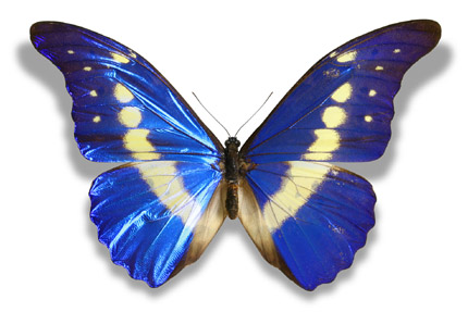 butterfly_xxl.jpg